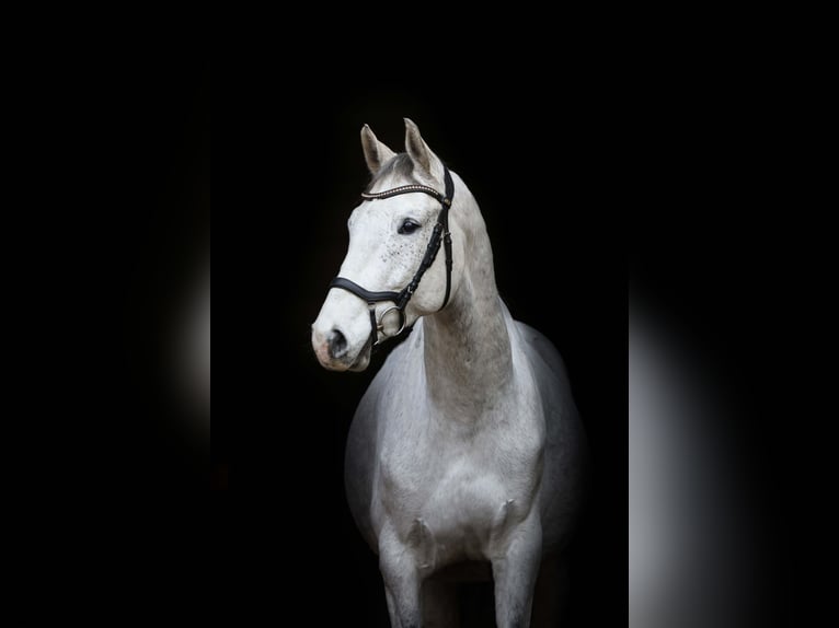 Holsteiner Wallach 8 Jahre 163 cm Fliegenschimmel in Schönwalde
