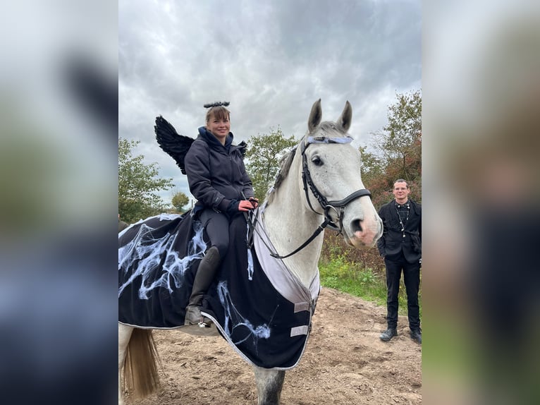 Holsteiner Wallach 8 Jahre 163 cm Fliegenschimmel in Schönwalde