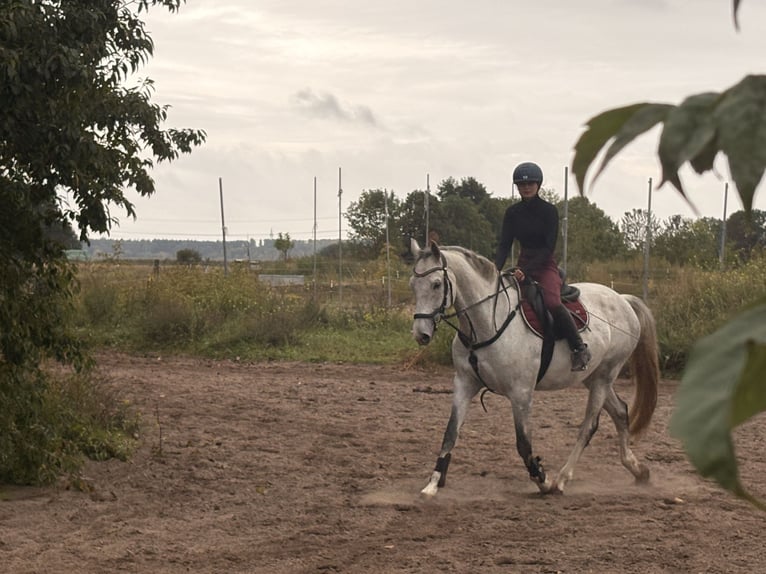 Holsteiner Wallach 8 Jahre 163 cm Fliegenschimmel in Schönwalde