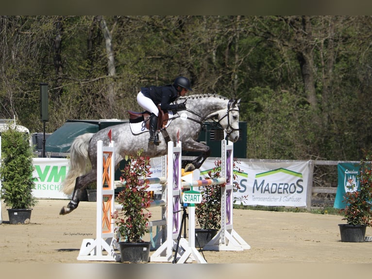 Holsteiner Wallach 8 Jahre 163 cm Schimmel in Poggensee