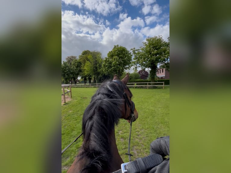 Holsteiner Wallach 8 Jahre 165 cm Brauner in Herzhorn