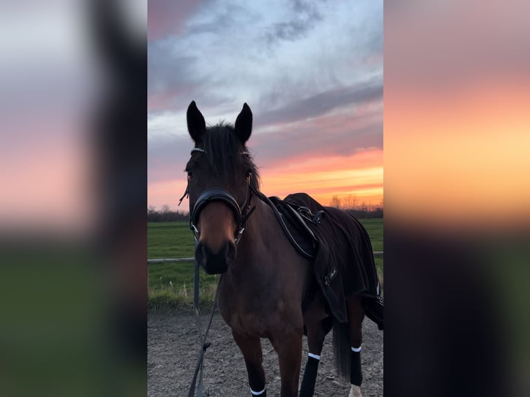 Holsteiner Wallach 8 Jahre 165 cm Brauner in Herzhorn