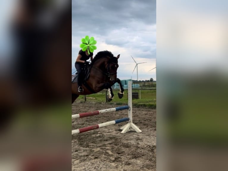 Holsteiner Wallach 8 Jahre 165 cm Brauner in Herzhorn