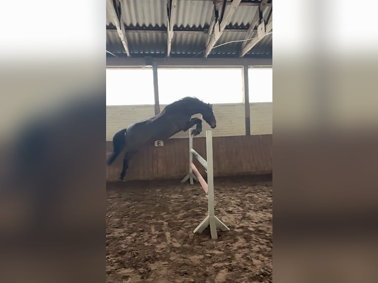 Holsteiner Wallach 8 Jahre 165 cm Brauner in Herzhorn