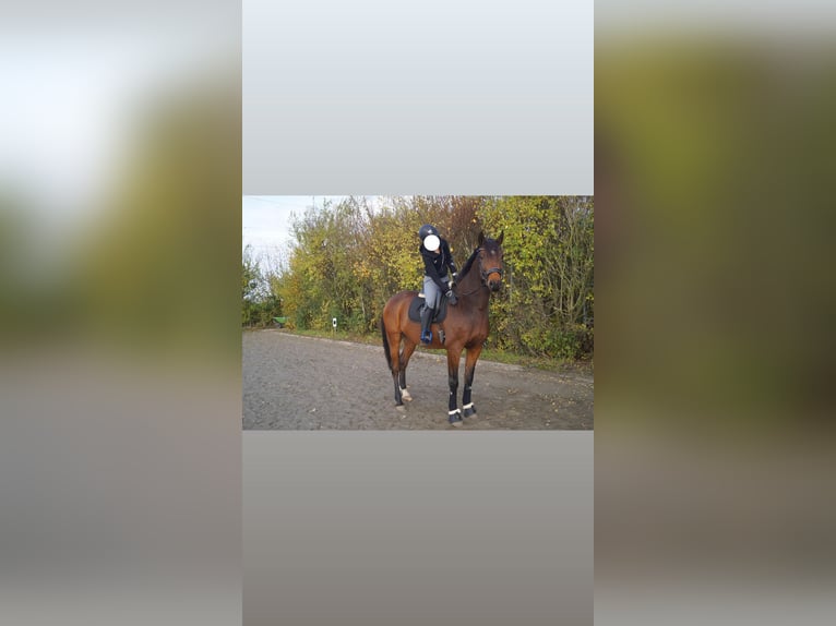 Holsteiner Wallach 8 Jahre 165 cm Brauner in Herzhorn