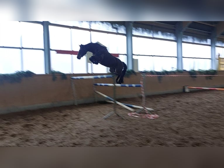 Holsteiner Wallach 8 Jahre 165 cm Brauner in Damm