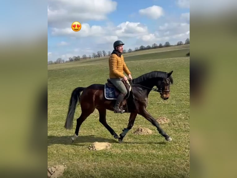 Holsteiner Wallach 8 Jahre 165 cm Brauner in Damm