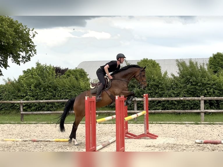 Holsteiner Wallach 8 Jahre 165 cm Brauner in Damm