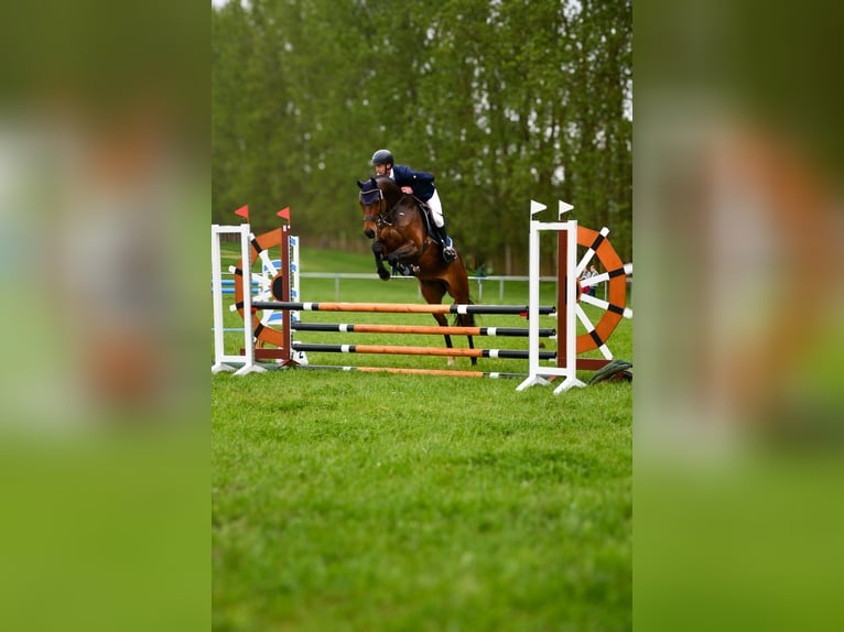 Holsteiner Wallach 8 Jahre 165 cm Brauner in Damm