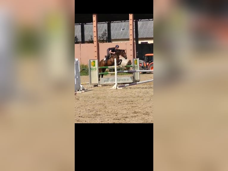 Holsteiner Wallach 8 Jahre 165 cm Brauner in Damm