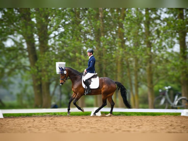 Holsteiner Wallach 8 Jahre 165 cm Brauner in Damm