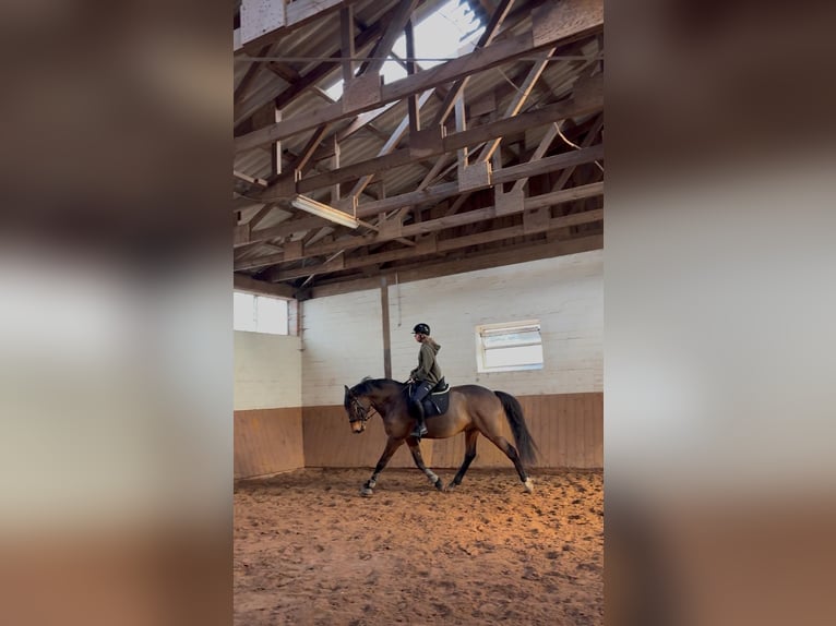 Holsteiner Wallach 8 Jahre 165 cm Brauner in Raa-Besenbek