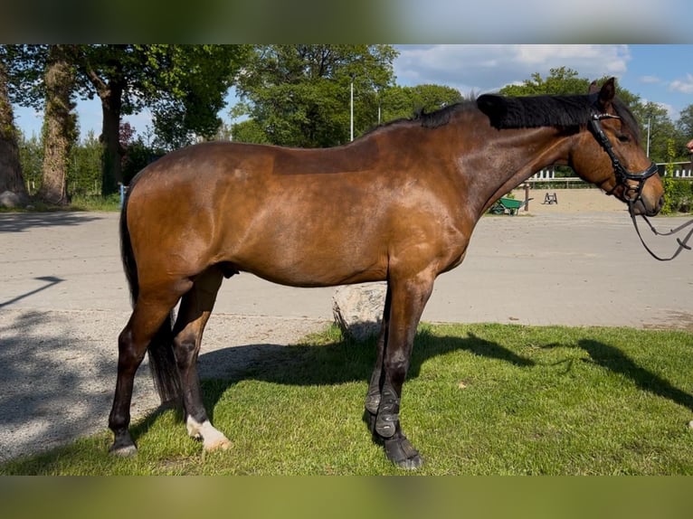 Holsteiner Wallach 8 Jahre 165 cm Brauner in Raa-Besenbek