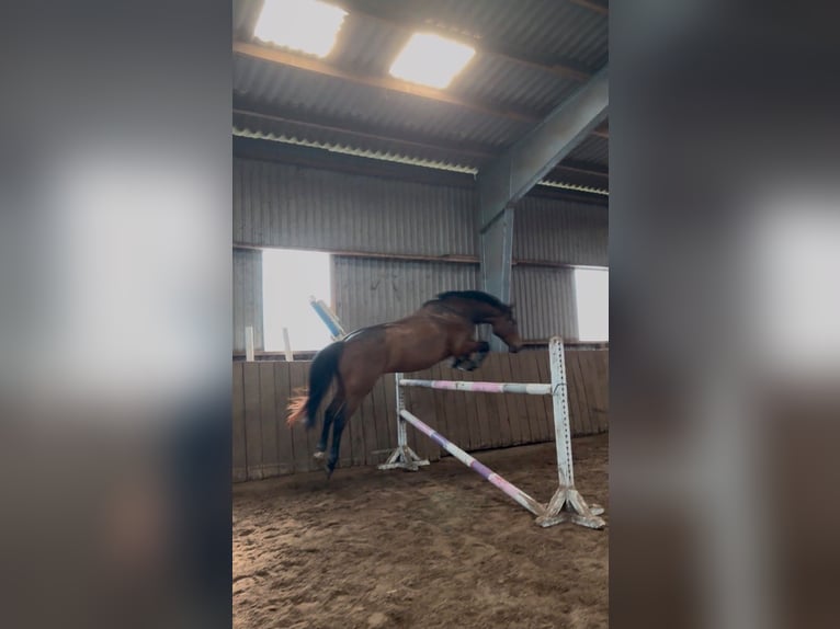 Holsteiner Wallach 8 Jahre 165 cm Brauner in Raa-Besenbek