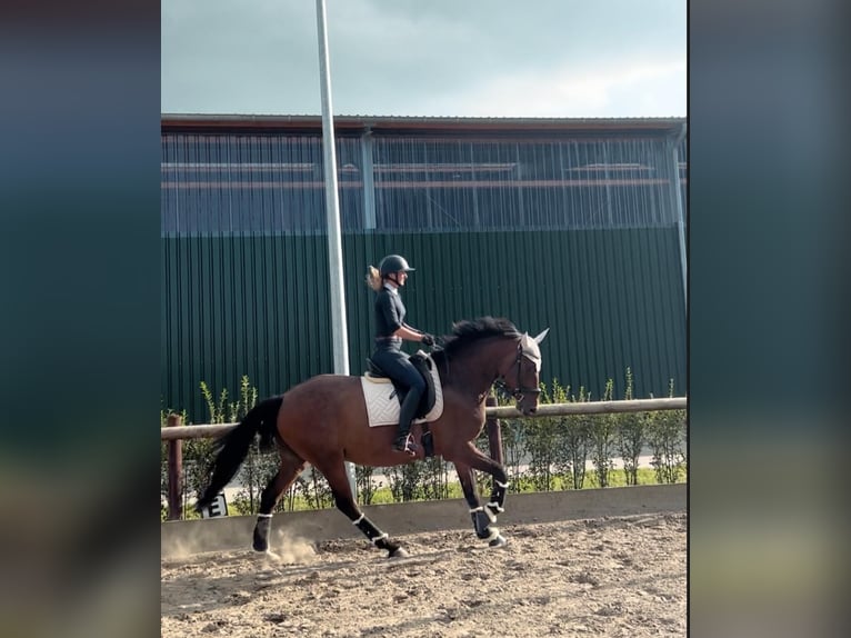 Holsteiner Wallach 8 Jahre 165 cm Brauner in Raa-Besenbek