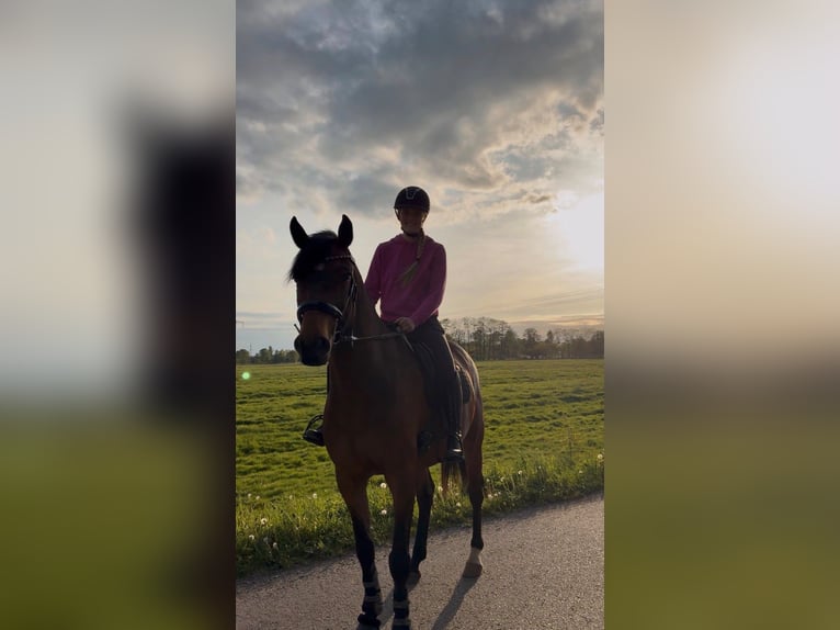 Holsteiner Wallach 8 Jahre 165 cm Brauner in Raa-Besenbek