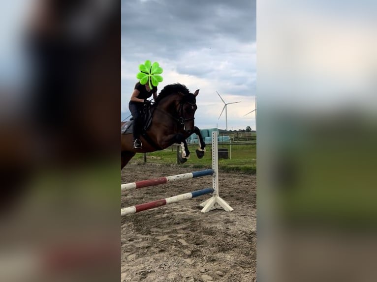 Holsteiner Wallach 8 Jahre 165 cm Brauner in Raa-Besenbek