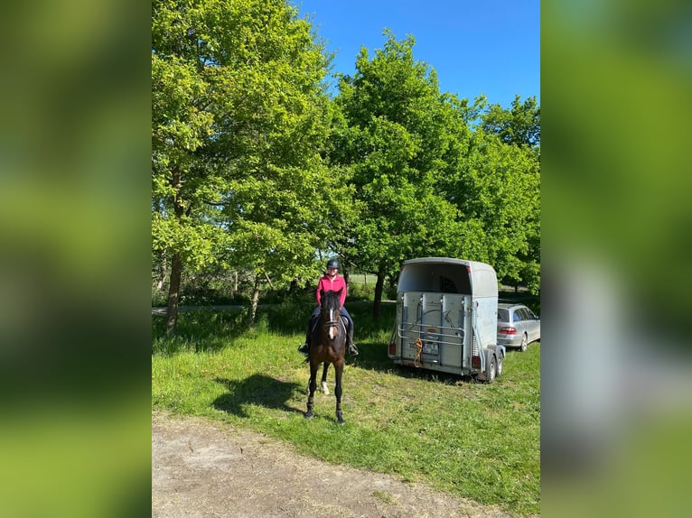 Holsteiner Wallach 8 Jahre 165 cm Dunkelbrauner in Bramsche