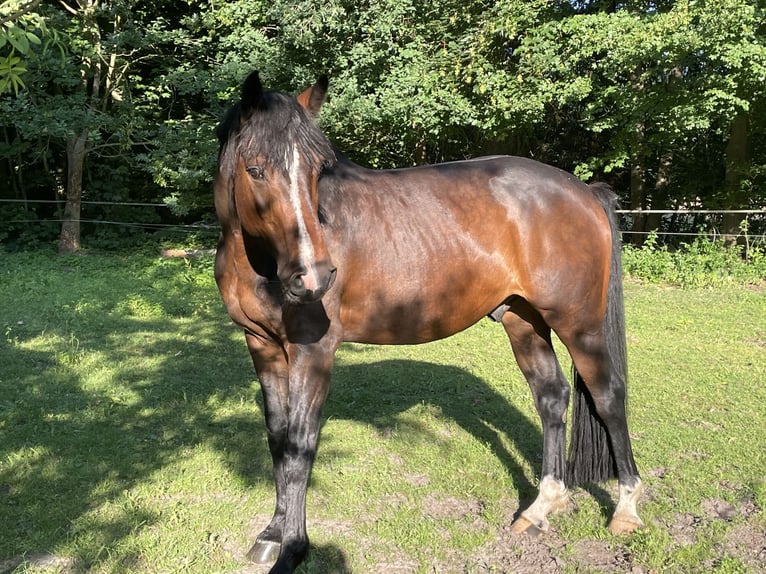 Holsteiner Wallach 8 Jahre 165 cm Dunkelbrauner in Bramsche