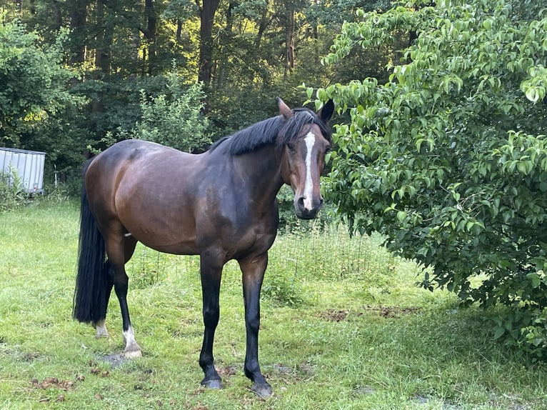 Holsteiner Wallach 8 Jahre 165 cm Dunkelbrauner in Bramsche