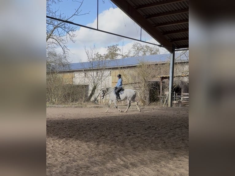 Holsteiner Wallach 8 Jahre 165 cm Fliegenschimmel in Pausin