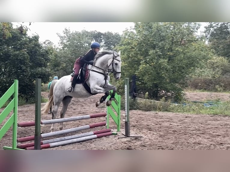 Holsteiner Wallach 8 Jahre 165 cm Fliegenschimmel in Pausin