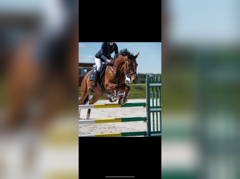 Holsteiner Wallach 8 Jahre 165 cm Rotbrauner in Szklary G&#xF3;rne