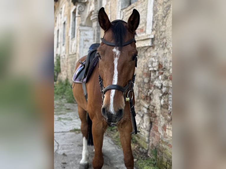 Holsteiner Wallach 8 Jahre 165 cm Rotbrauner in Szklary G&#xF3;rne