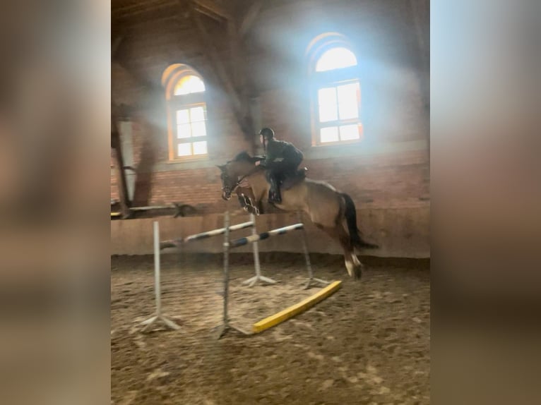 Holsteiner Wallach 8 Jahre 165 cm Rotbrauner in Szklary G&#xF3;rne