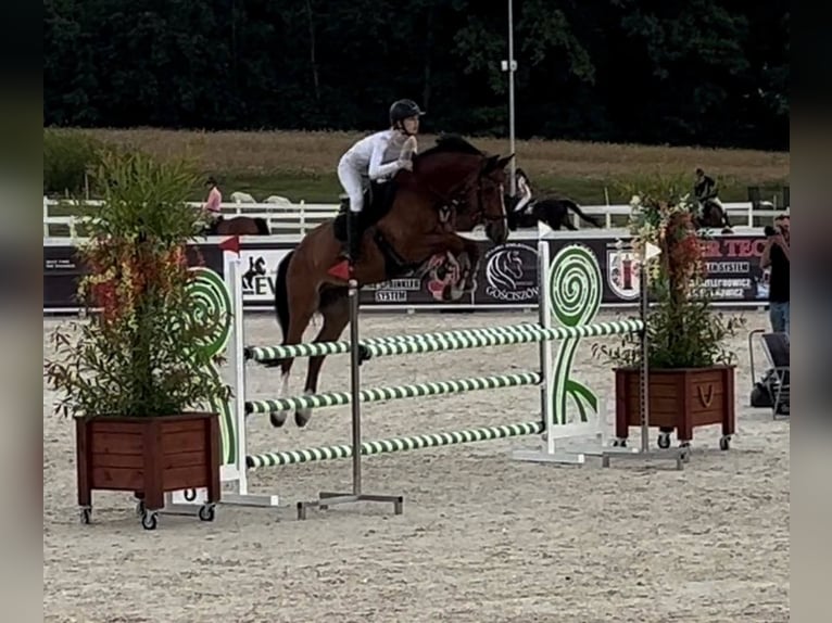 Holsteiner Wallach 8 Jahre 165 cm Rotbrauner in Szklary G&#xF3;rne