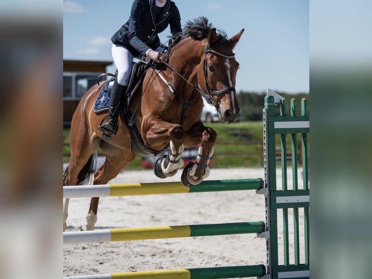 Holsteiner Wallach 8 Jahre 165 cm Rotbrauner in Szklary G&#xF3;rne