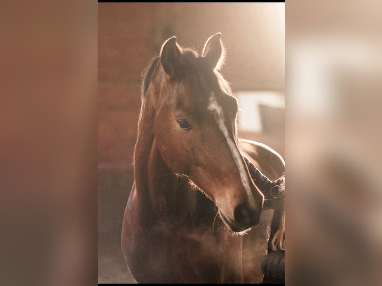 Holsteiner Wallach 8 Jahre 165 cm Rotbrauner in Szklary G&#xF3;rne