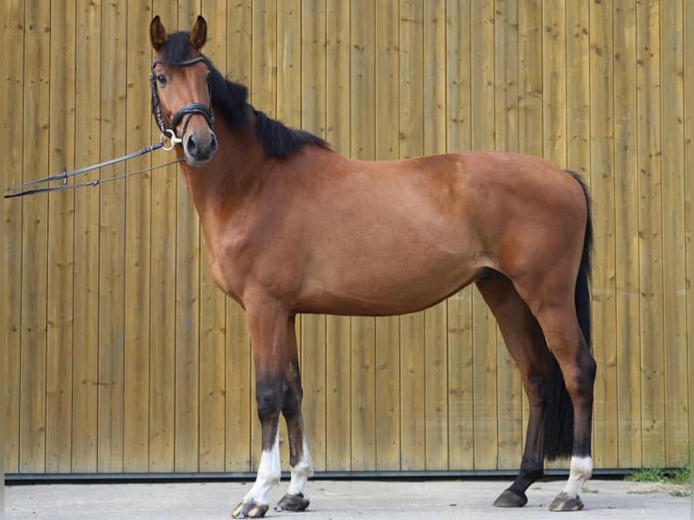 Holsteiner Wallach 8 Jahre 165 cm in Werder