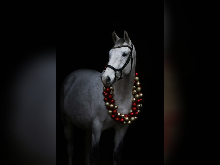 Holsteiner Wallach 8 Jahre 166 cm Fliegenschimmel in Pausin