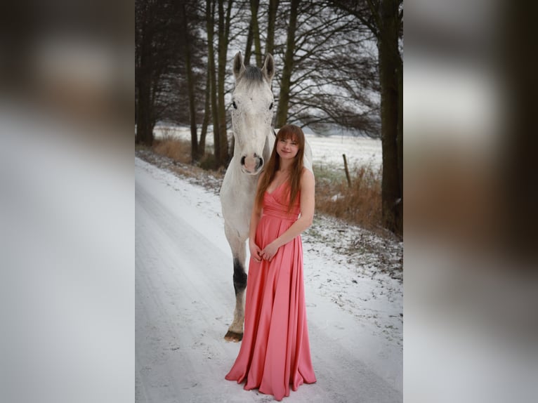 Holsteiner Wallach 8 Jahre 166 cm Fliegenschimmel in Pausin