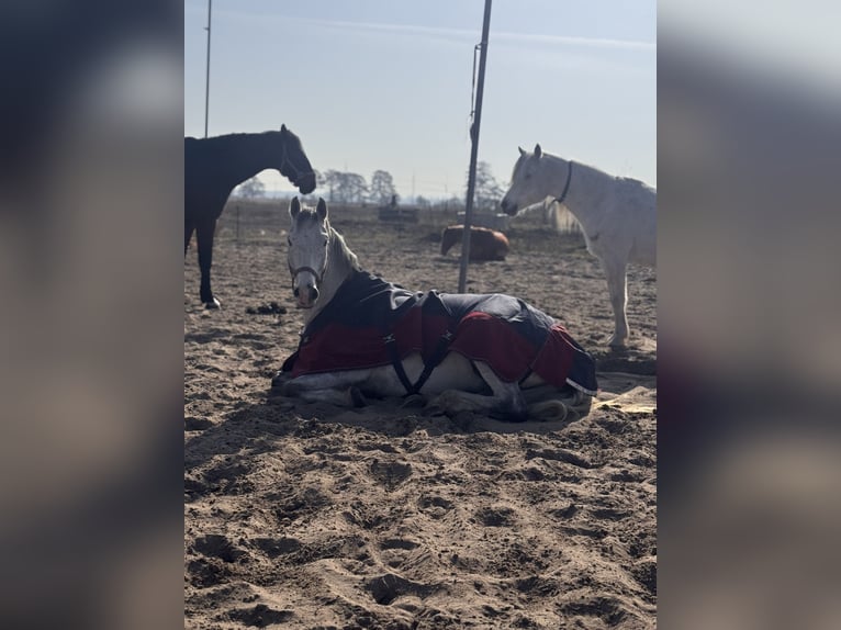 Holsteiner Wallach 8 Jahre 166 cm Fliegenschimmel in Pausin