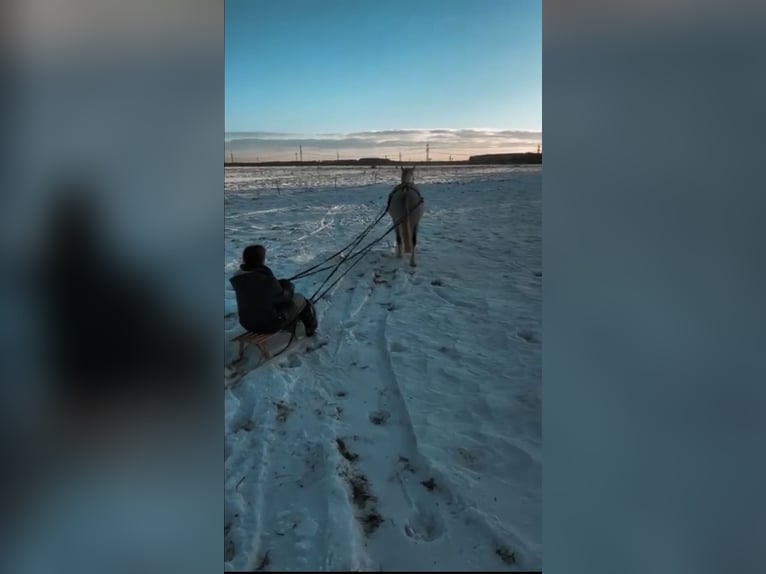 Holsteiner Wallach 8 Jahre 166 cm Fliegenschimmel in Pausin