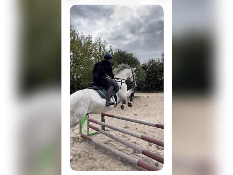 Holsteiner Wallach 8 Jahre 166 cm Fliegenschimmel in Pausin