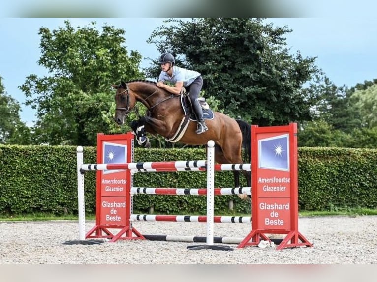 Holsteiner Wallach 8 Jahre 167 cm Brauner in GROTE-BROGEL