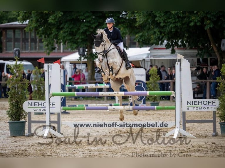Holsteiner Wallach 8 Jahre 167 cm Schimmel in Sassenberg