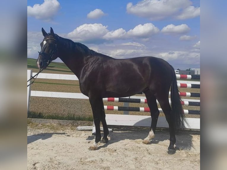 Holsteiner Wallach 8 Jahre 168 cm Dunkelbrauner in Allershausen
