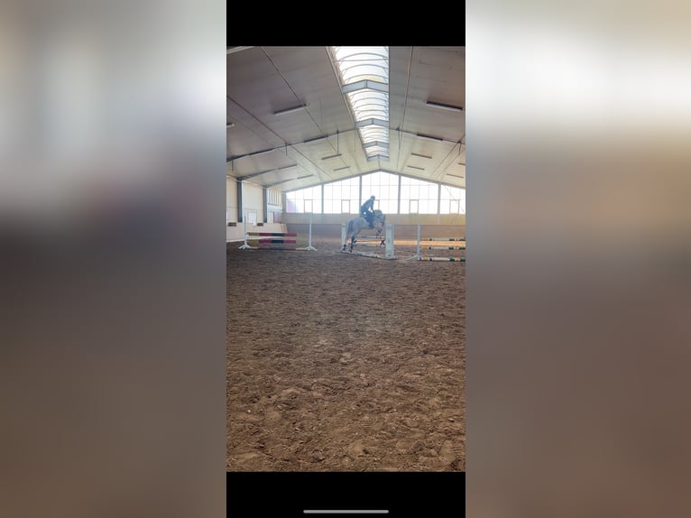 Holsteiner Wallach 8 Jahre 168 cm Schimmel in Lonnig