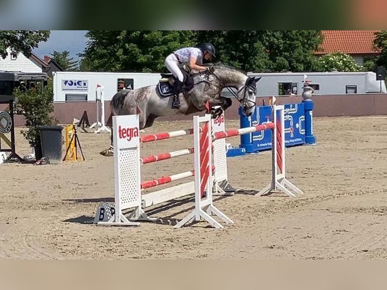 Holsteiner Wallach 8 Jahre 168 cm Schimmel in Schulendorf