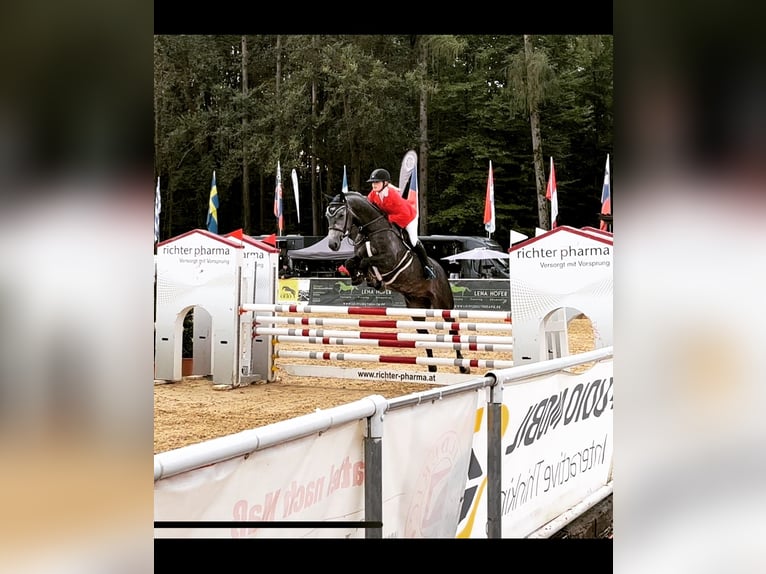 Holsteiner Wallach 8 Jahre 170 cm Apfelschimmel in Inzell