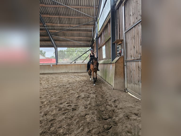 Holsteiner Wallach 8 Jahre 170 cm Brauner in Wienhausen