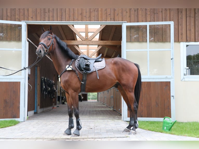 Holsteiner Wallach 8 Jahre 170 cm Brauner in Idstein