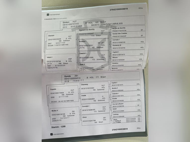 Holsteiner Wallach 8 Jahre 170 cm Brauner in Idstein