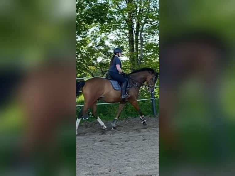 Holsteiner Wallach 8 Jahre 170 cm Brauner in Schafflund