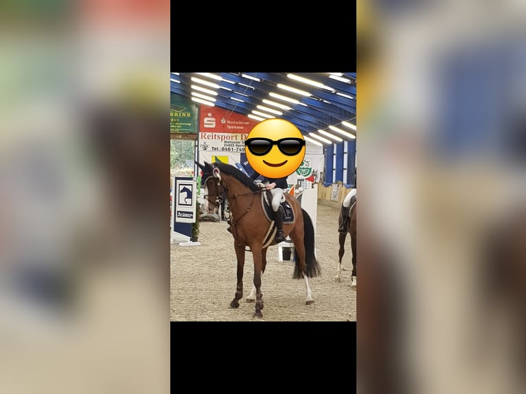 Holsteiner Wallach 8 Jahre 170 cm Brauner in Schafflund