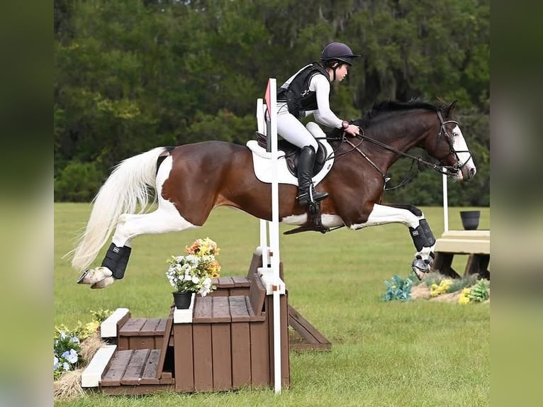 Holsteiner Wallach 8 Jahre 170 cm  in Sant Just Desvern